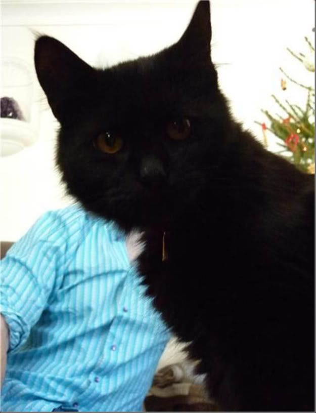 If Maggie Gallagher was a cat