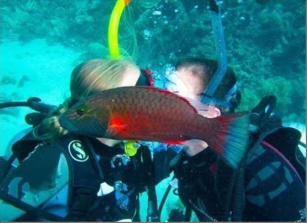 If Maggie Gallagher was a cat