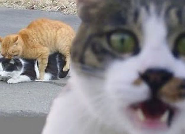 If Maggie Gallagher was a cat