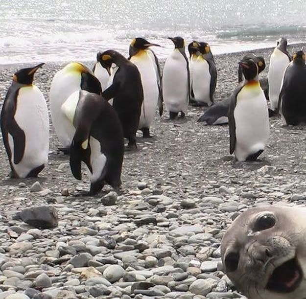 If Maggie Gallagher was a cat