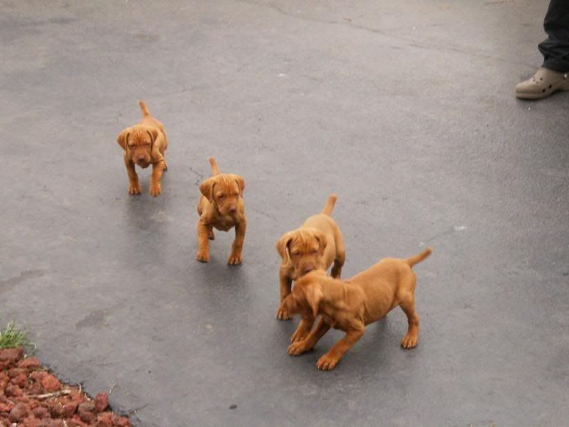 re: Vyzsla dogs