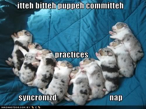 cute-puppy-pictures-puppies-nap-tog.jpg cute-puppy-pictures-puppies-nap-together.jpg image by LladroYunie