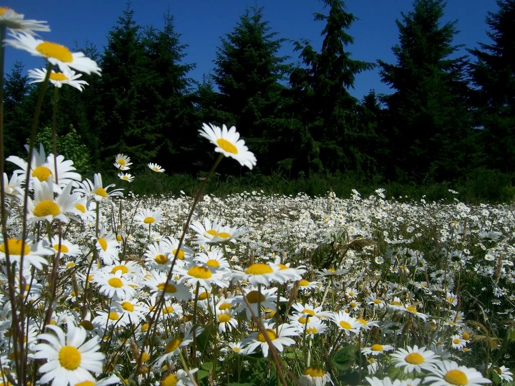 Daisy field Pictures, Images and Photos