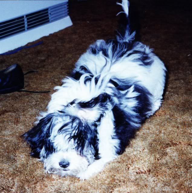 Muffy02.jpg