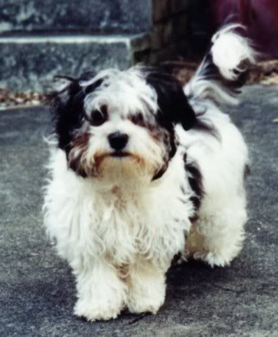 Muffy04.jpg