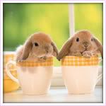 cute animals photo: cute bunnycups-thumb.jpg