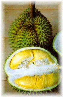 durian sitokong