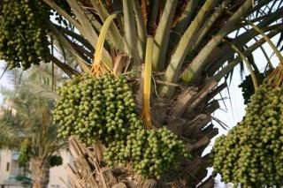 pohon kurma, Foto:kaskus