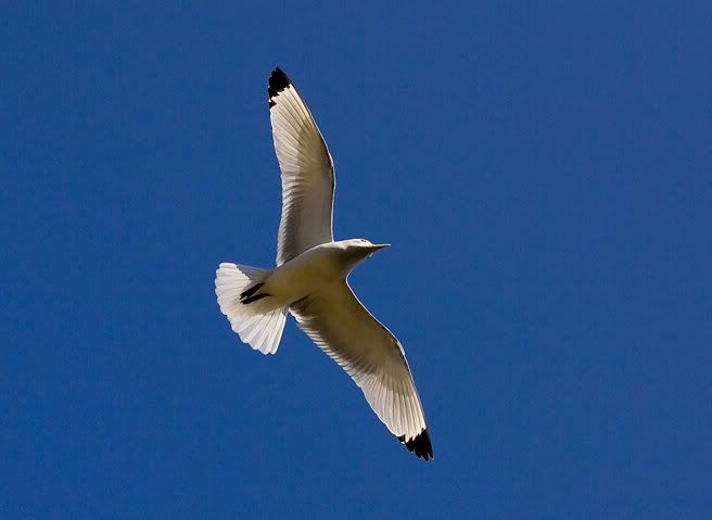 gull in flight photo: Gull in flight dunstanburgh_0221.jpg