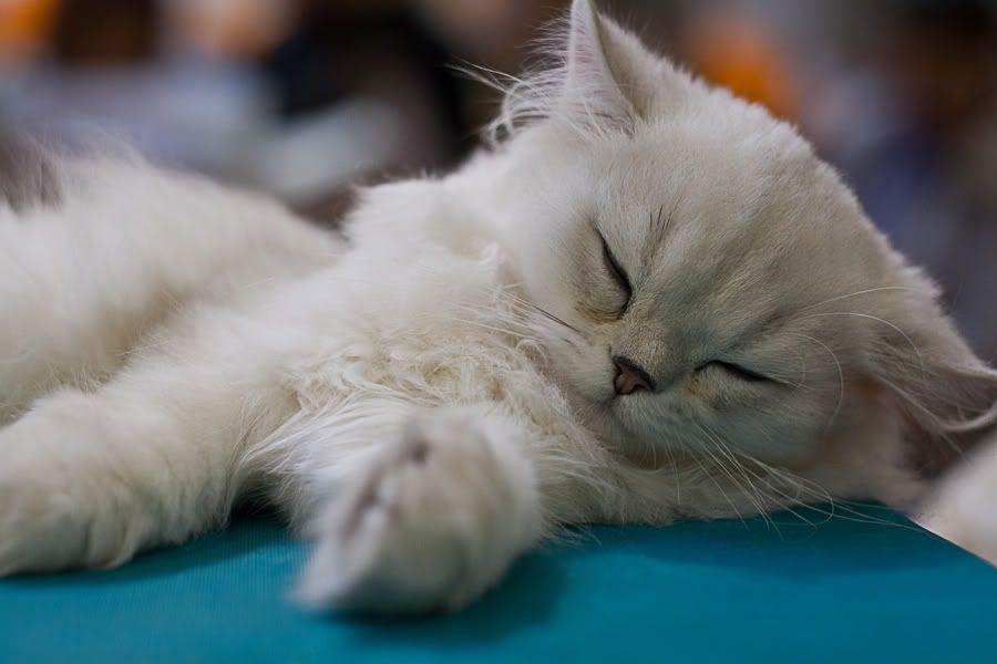 Симпатяги экспокоты