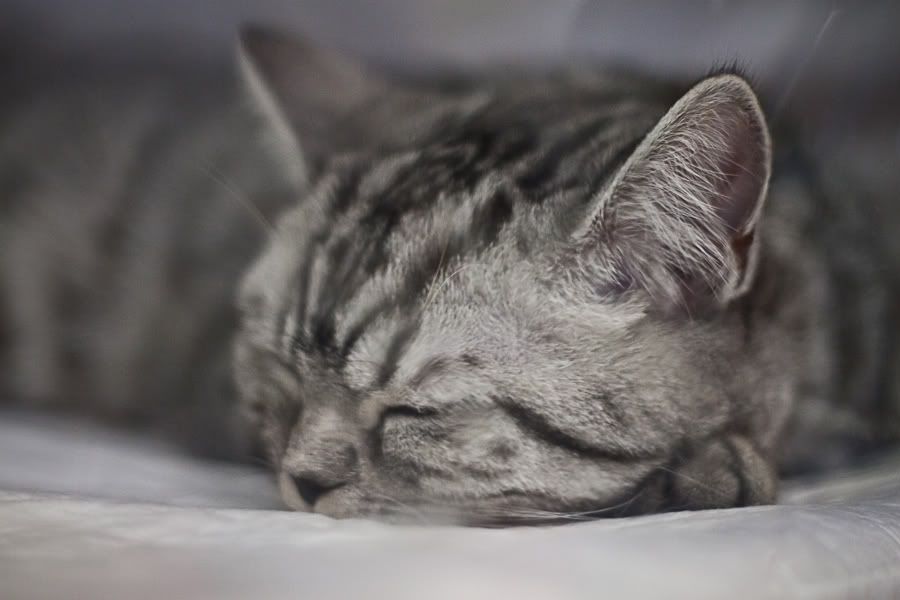 Симпатяги экспокоты