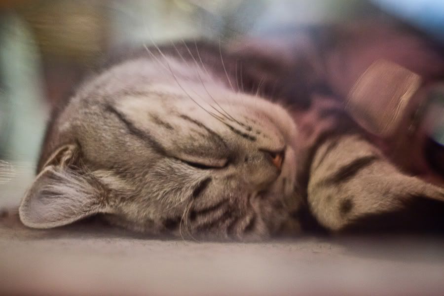 Симпатяги экспокоты