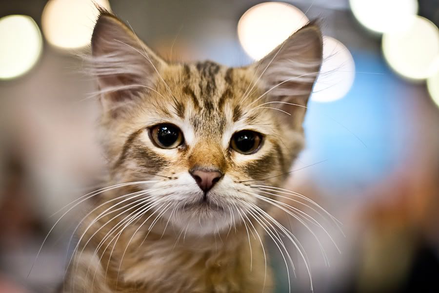 Симпатяги экспокоты