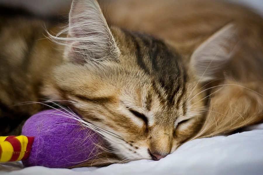 Симпатяги экспокоты