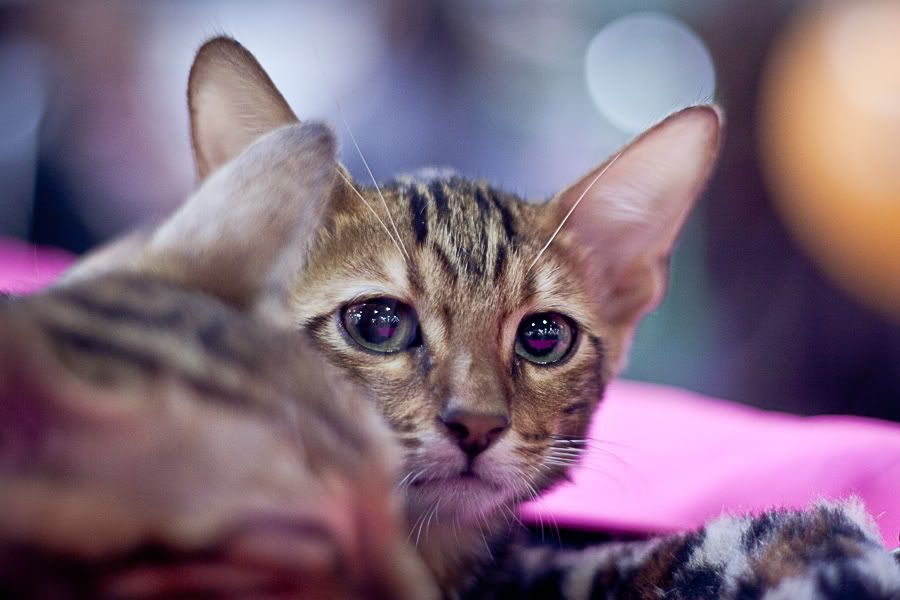 Симпатяги экспокоты