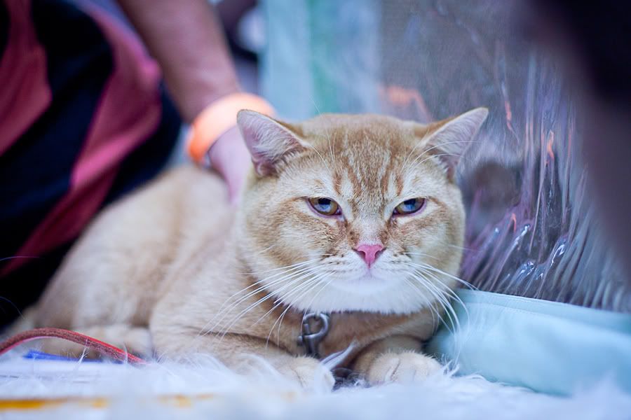 Симпатяги экспокоты