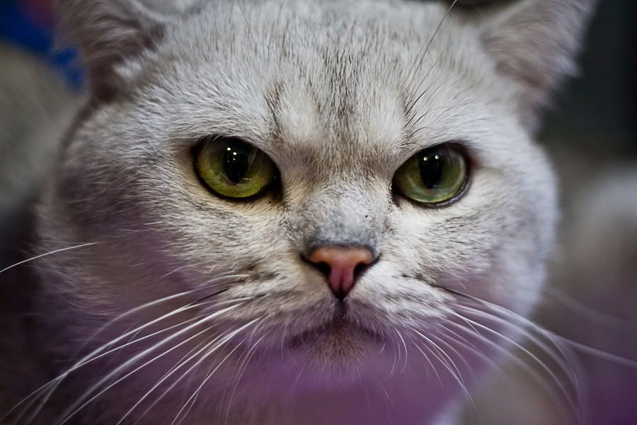 Симпатяги экспокоты