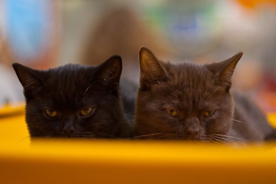 Симпатяги экспокоты