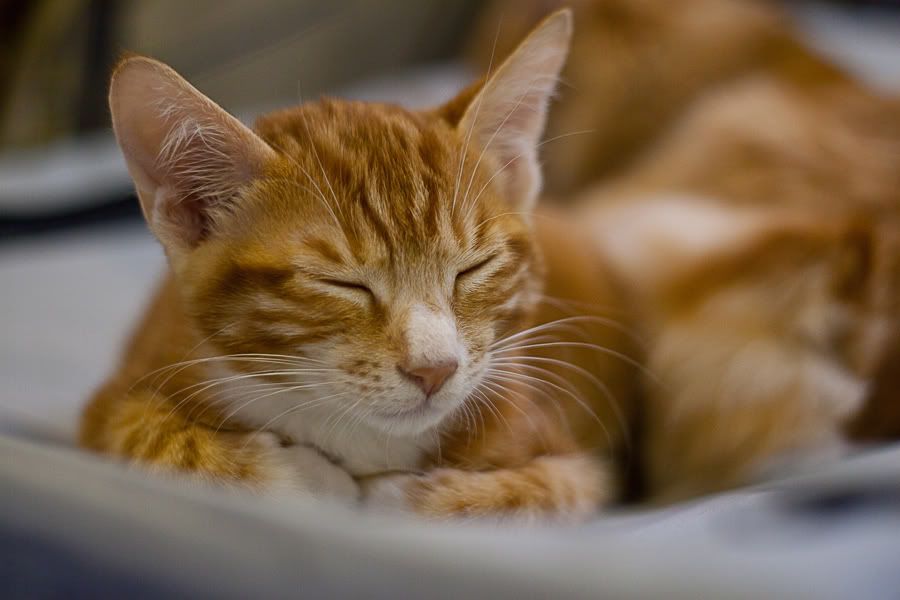 Симпатяги экспокоты