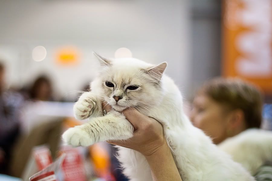 Симпатяги экспокоты