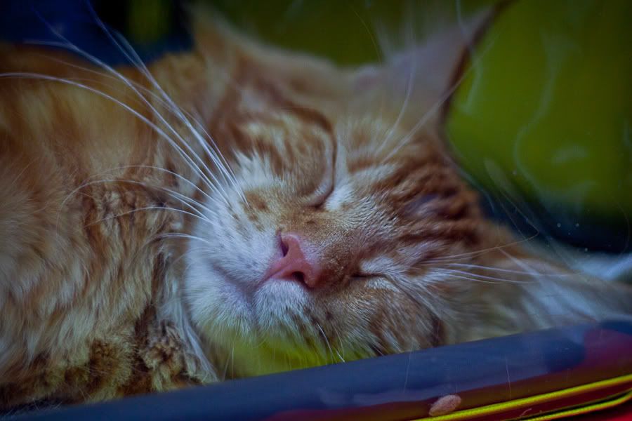 Симпатяги экспокоты