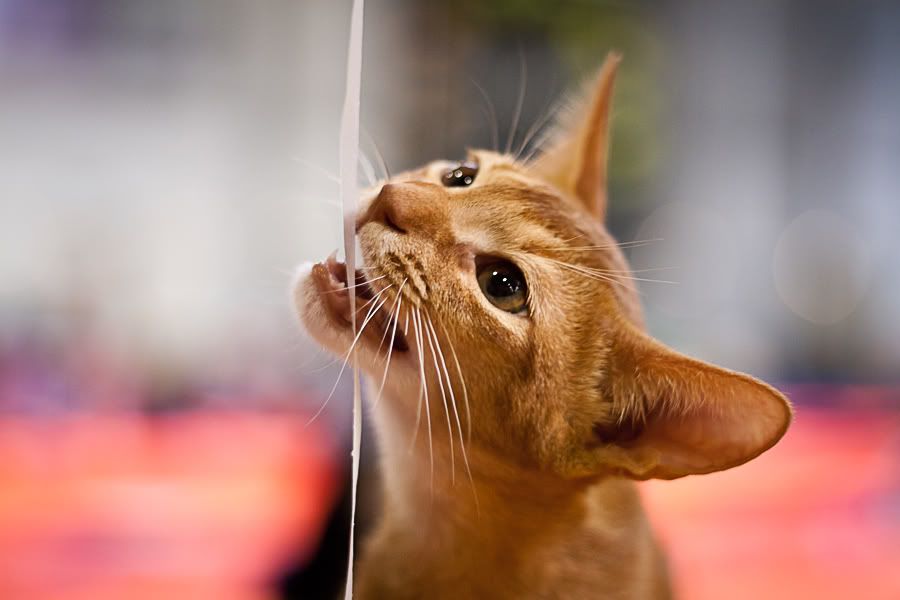 Симпатяги экспокоты