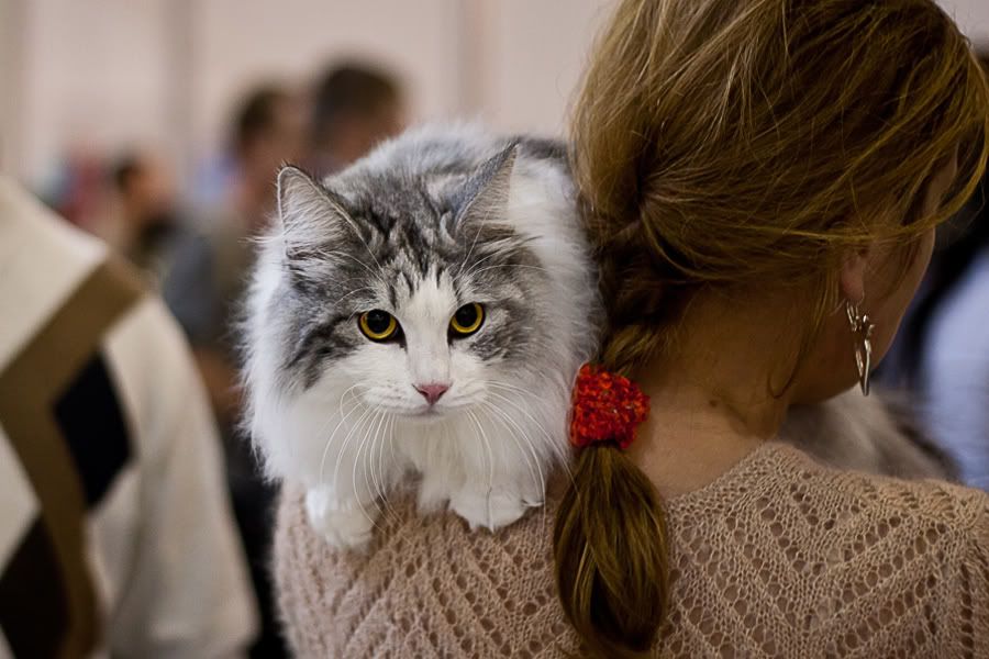 Симпатяги экспокоты