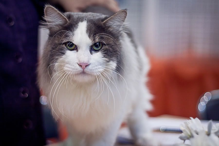 Симпатяги экспокоты