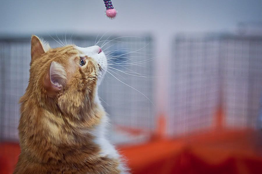 Симпатяги экспокоты