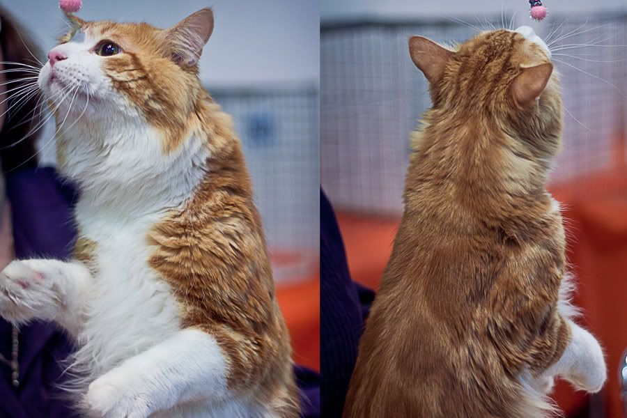 Симпатяги экспокоты