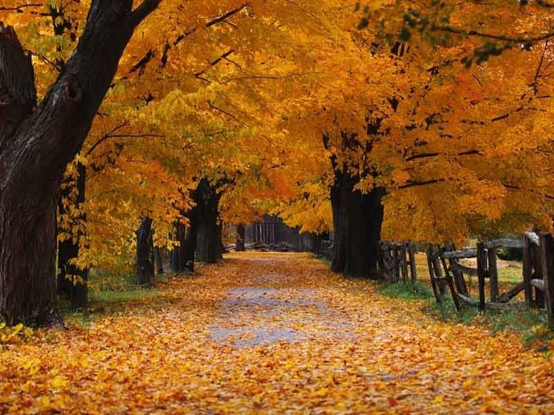 Autumn Way Pictures, Images and Photos