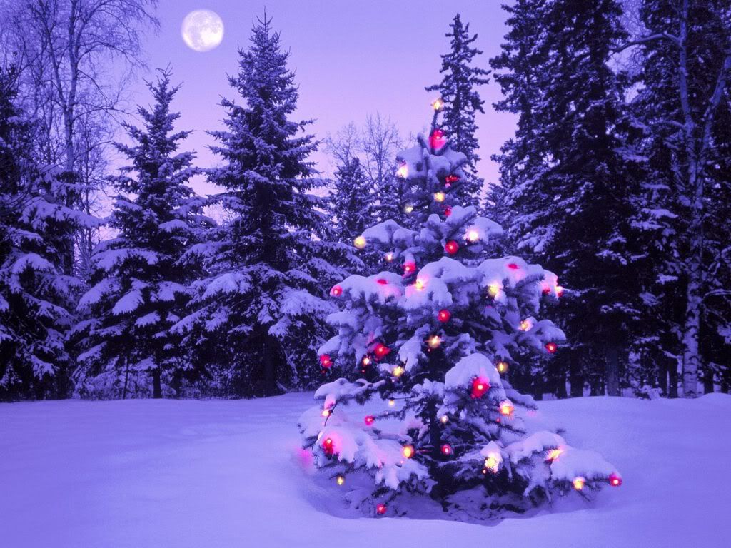 Winter Wonderland tree Pictures, Images and Photos
