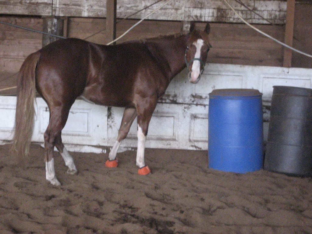 Post Pictures Of Your Horses Growing Up!!! - The Horse Forum