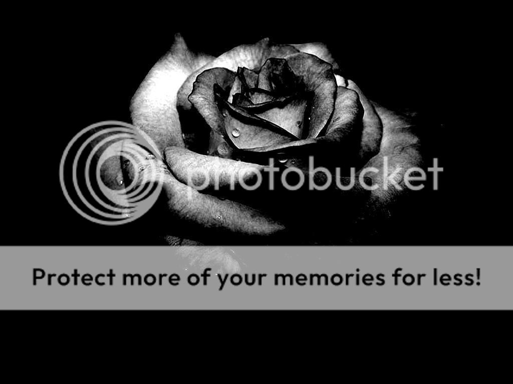 Black Rose Pictures, Images and Photos